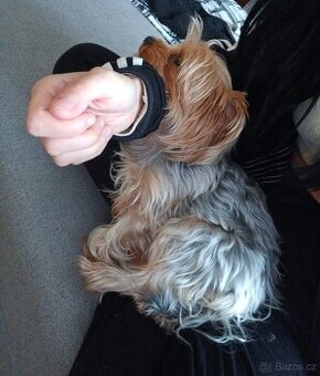 Jorkšírský teriér