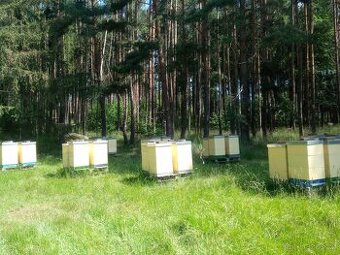 Vyzimovana včelstva, oddělky