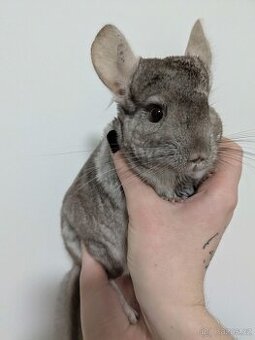 Darujem Činčilu za odvoz