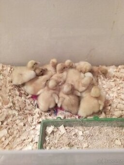 Indický běžec stříbrný-káčátka