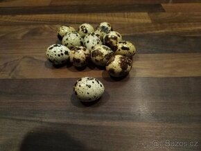 Násadová vejce křepelky japonské