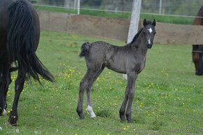 Welsh pony of cob type - klisna vranka - REZERVACE
