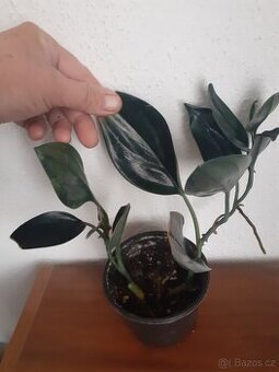 Rhaphidophora - 1