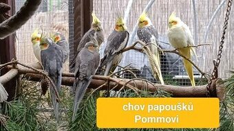 Daruji na dožití