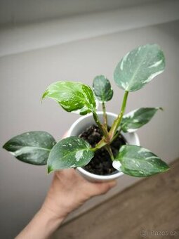 Philodendron White princess