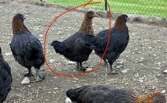 Slepičky Marans