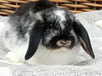 Anglický Zakrslý Beránek MINILOP