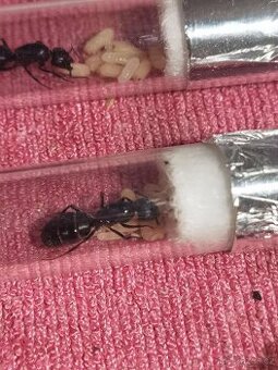 Camponotus vagus - 1