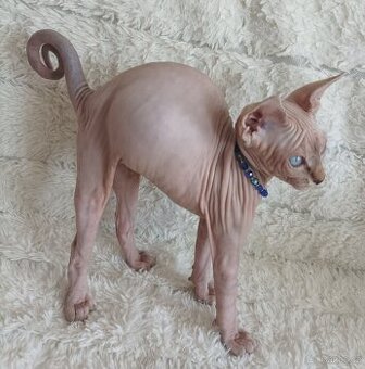 Kanadský sphynx