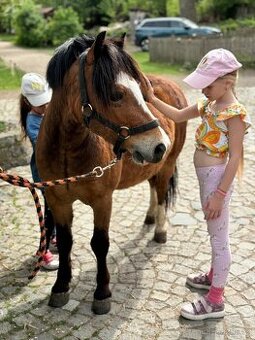 Velšský horský pony -welsh mountaine pony