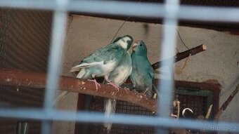Kakariki