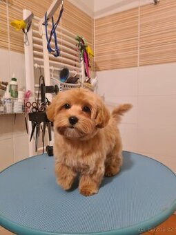 Maltipoo míní prodám