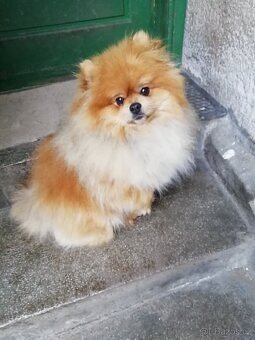 Německý špic pomeranian krytí