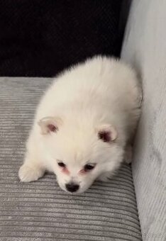 Pomeranian
