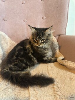 Mainské mývalí kotě s PP