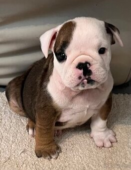 Anglicky Buldok-psik