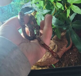 Prodám užovku červenou i s terariem