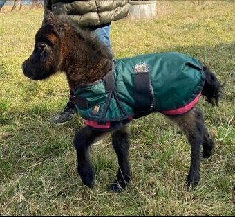 Hřebeček AMHA- minihorse