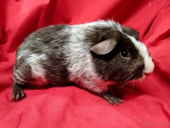 Morče 2x dalmatin, skg, sourozenci