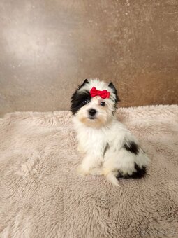 Jorkšírský teriér color yorkshire biewer