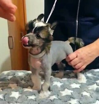 Čínský chocholatý pes