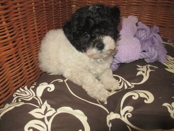 Boloňský psík ruská barevná boloňka