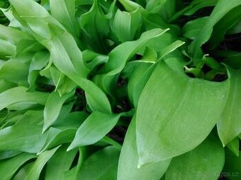 Medvědí česnek sadba 50 kusů cibulek