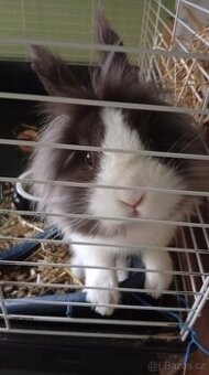 Za odvoz 2 x zakrslý králík samci