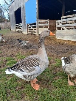 Prodám husy - Landéská