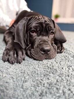 Cane Corso štěně 3,5 měsíce