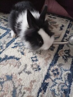 Prodám malého králíčka s vybavením (+1500) i bez