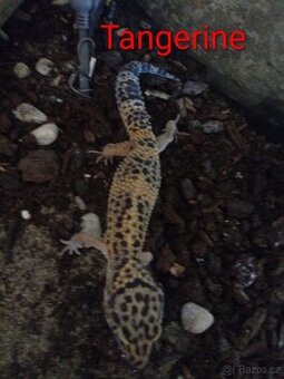 SLEVA - Gekončík noční ( Eublepharis macularius )