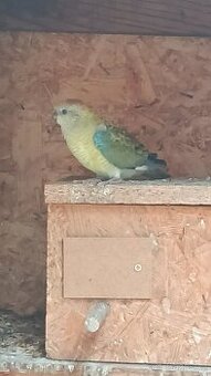 Papoušci zpěvavý - 1