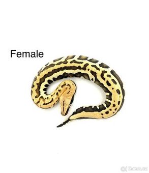 Krajta pestrá - Python brongersmai