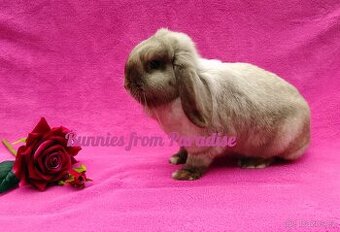 SIAMSKÁ HOLČIČKA HLEDÁ NOVÝ DOMOV ❤️❤️❤️