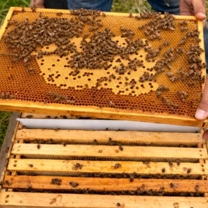 Včelí oddělky 2026