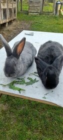 Ķřízenci moravských modrých králíků - 1