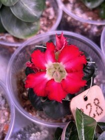 adenium mini size 328