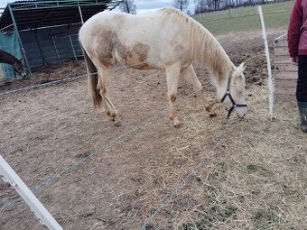 Quarter horse valach - 1