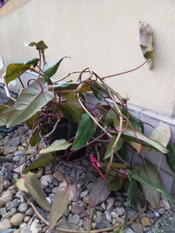 Pnoucí rostlina i s květináčem philodendron