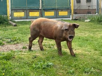 Duroc-sviňka