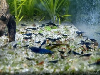 krevetky neocaridina