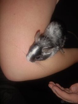 Osmák degu