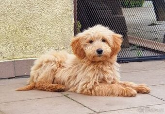 Goldendoodle F1 fenka