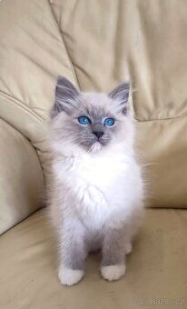Ragdoll koťátka bez PP