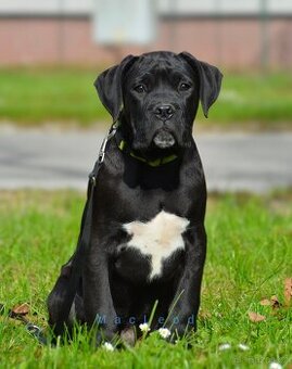 Cane Corso s PP (FCI)