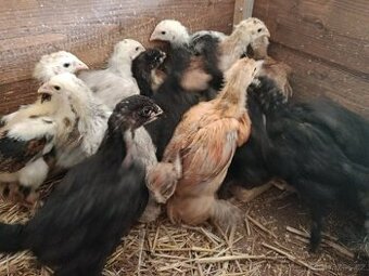Prodám kuřata Brahmánka velká - 1