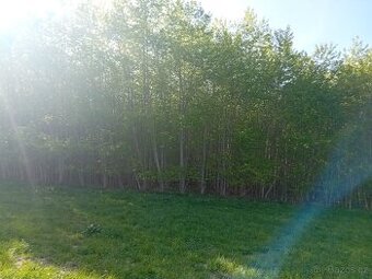 Japonský topol, palivové dřevo