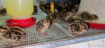 Křepelka japonská nosná