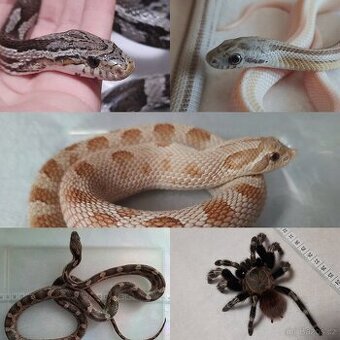 Užovky, heterodon, sklípkan - akce, sleva